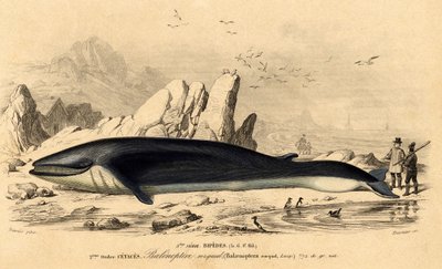 Balena o balenottera (Balaenoptera rorqual) da French School