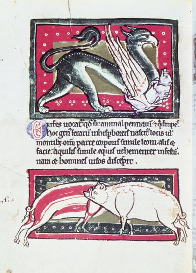 Cinghiale e Grifone, miniatura dal Bestiario di Saltykowchsh Edrin da French School