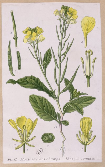 Senape selvatica (Sinapis Arvensis) da French School
