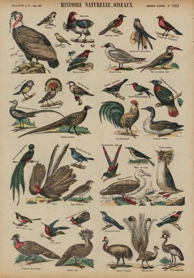 Uccelli selvatici da French School