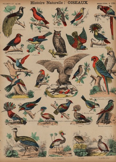 Uccelli selvatici da French School