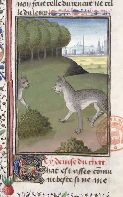 Gatti selvatici, dal Livre de la Chasse di Gaston Phebus de Foix (1331-91) da French School