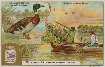 Anatra selvatica; caccia alle anatre in Europa da French School