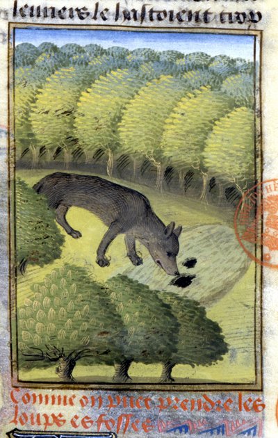 Lupo - in 