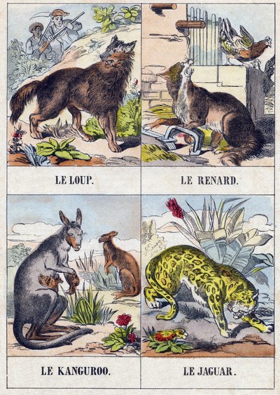 Lupo; Volpe; Canguro; Giaguaro da French School