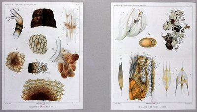 Lavoro sulla malattia del baco da seta presentato da Pasteur all