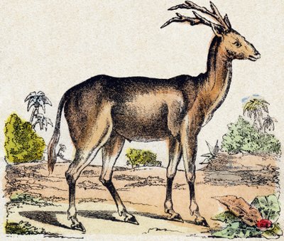 Xantarus. Incisione in "Alfabeto degli animali selvatici". 9a Serie. Immagini di Epinal, Pellerin, stampatore-editore, circa 1870. Incisioni su legno, stencil. 16 pagine. Dim: 20 x 15 cm. Collezione Privata da French School