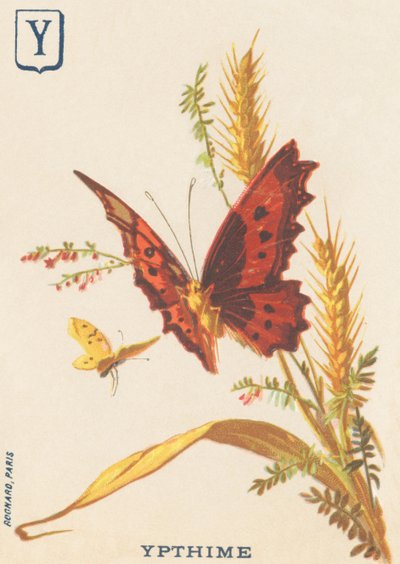 Ypthime (Apatura ilia o Piccolo Marte cangiante) da French School