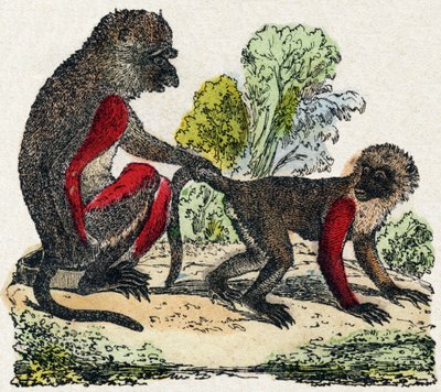 Yarques. Incisione in "Alfabeto degli animali selvatici". 9a Serie. Immagini di Epinal, Pellerin, stampatore-editore, circa 1870. Incisioni su legno, stencil. 16 pagine. Dim: 20 x 15 cm. Collezione privata da French School
