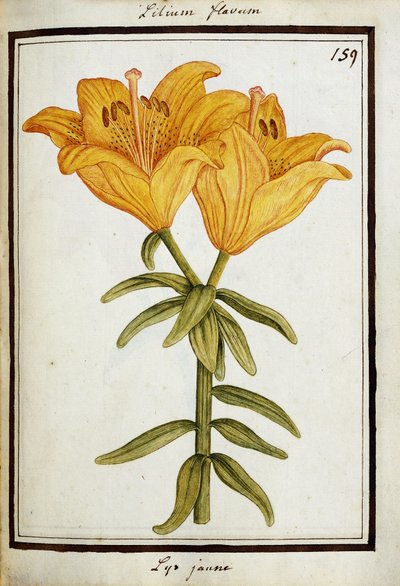 Giglio giallo, c.1700 da French School