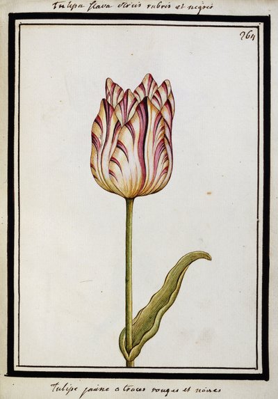 Tulipano giallo con striature rosse e nere, c.1700 da French School