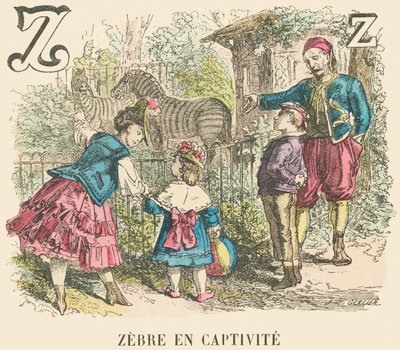 Zebra in cattività da French School