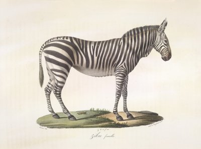 Zebra femmina, da Histoire Naturelle des Mammifères da French School