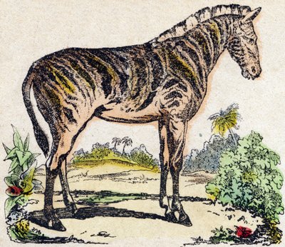 Zebra. Incisione in "Alfabeto degli animali selvatici". 9a Serie. Immagini di Epinal, Pellerin, stampatore-editore, circa 1870. Incisioni su legno, stencil. 16 pagine. Dim: 20 x 15 cm. Collezione privata da French School