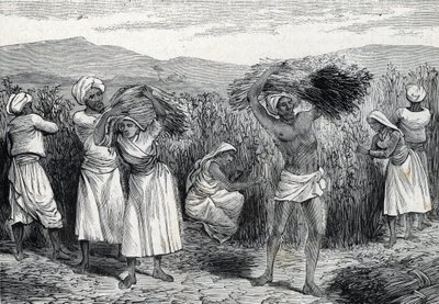 Raccolta di salsapariglia comune o smilace ruvida in Perù (incisione) 1888 da French School