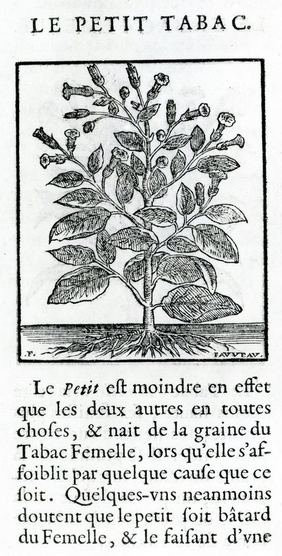 Le Perit Tabac, illustrazione da Discours du Tabac di Jean Le Royer de Prade, 1671 da French School
