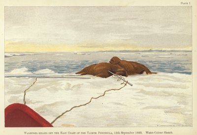 Trichechi uccisi al largo della costa orientale della penisola di Taimyr da Fridtjof Nansen