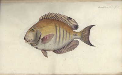 Chaetodon chirurgus, prima del 1787 da Friedrich August Kruger