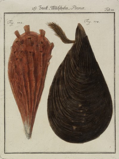 Cozze, da Neues Systematisches Conchylien-Cabinet, 1784 (incisione e acquaforte colorata a mano) da Friedrich Heinrich Wilhelm Martini