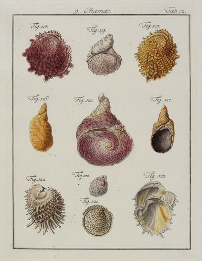Conchiglie marine: Chamae, Pinnae, da Neues systematisches Conchylien-Cabinet da Friedrich Heinrich Wilhelm Martini