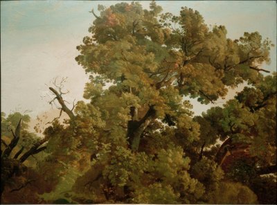 Quercia da Friedrich Nerly