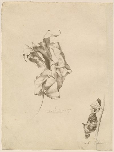 Foglie avvizzite da Friedrich Olivier