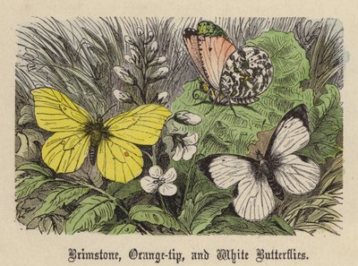 Farfalle Zolfo, Punta d