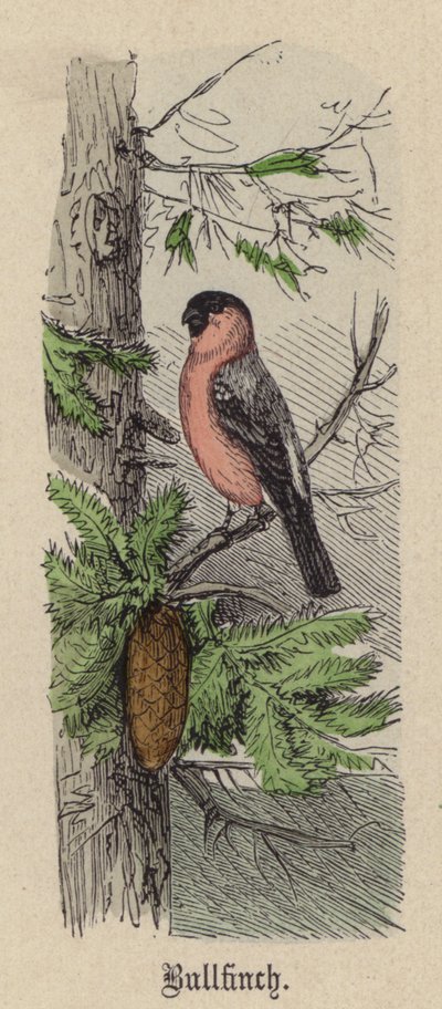 Ciuffolotto da Friedrich Specht