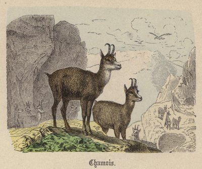 Camoscio da Friedrich Specht