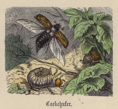 Maggiolino da Friedrich Specht