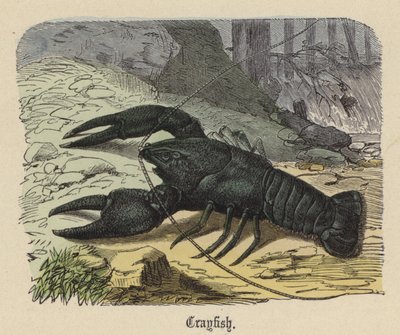 Gambero (incisione colorata) da Friedrich Specht