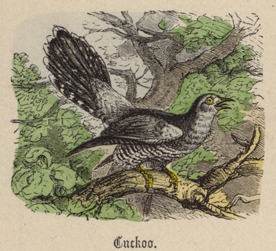 Cuculo da Friedrich Specht