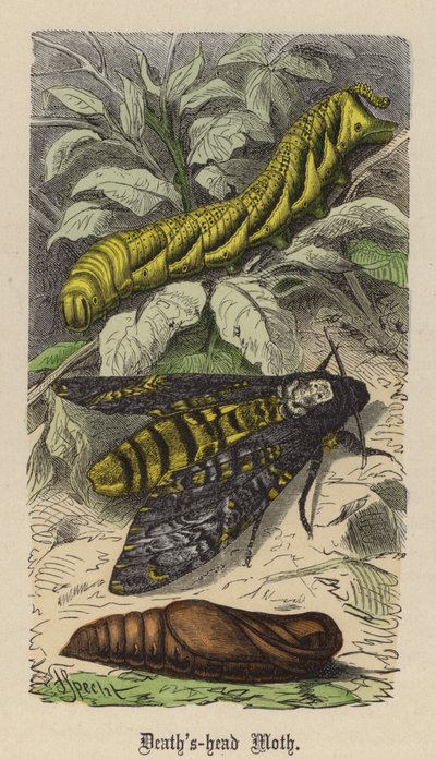 Sfinge Testa di Morto (incisione colorata) da Friedrich Specht