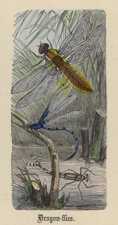 Libellule da Friedrich Specht