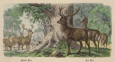 Daino, Cervo Rosso (incisione colorata) da Friedrich Specht