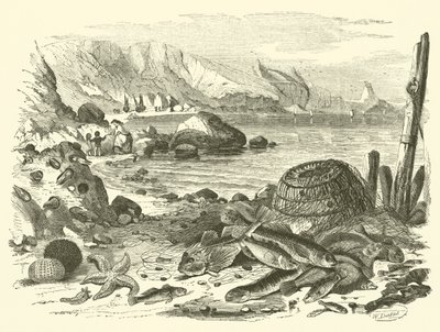 Pesca da Friedrich Specht