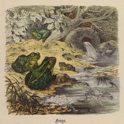 Rane (incisione colorata) da Friedrich Specht