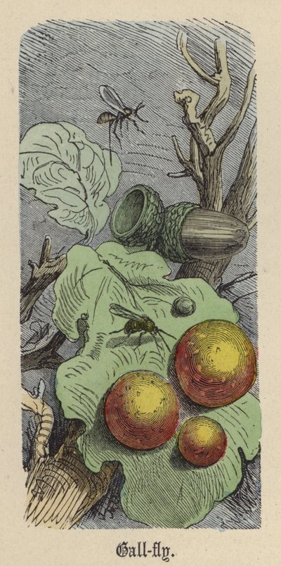 Cecidomia da Friedrich Specht