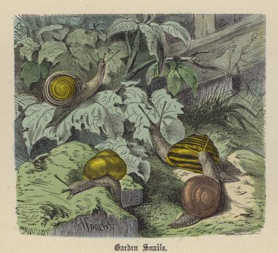 Lumache da Giardino da Friedrich Specht