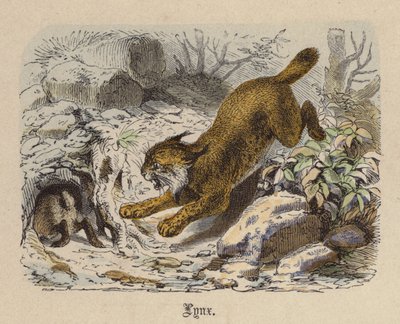 Lince da Friedrich Specht