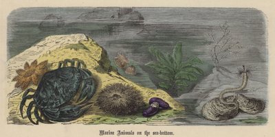 Animali Marini sul Fondo del Mare da Friedrich Specht