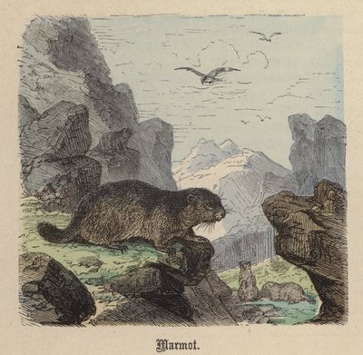 Marmotta da Friedrich Specht