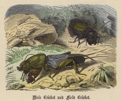 Grillo Talpa e Grillo Campestre da Friedrich Specht