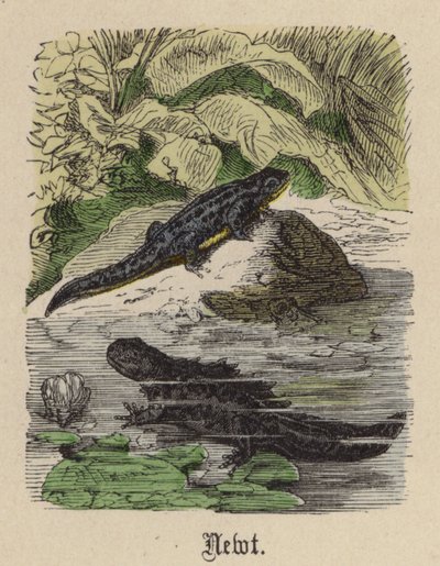 Tritone da Friedrich Specht