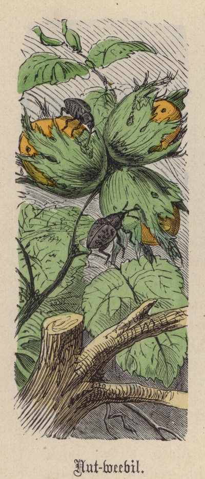 Punteruolo delle nocciole da Friedrich Specht