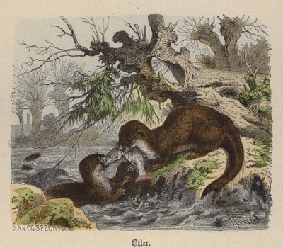 Lontra da Friedrich Specht