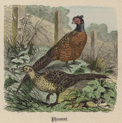 Fagiano (incisione colorata) da Friedrich Specht
