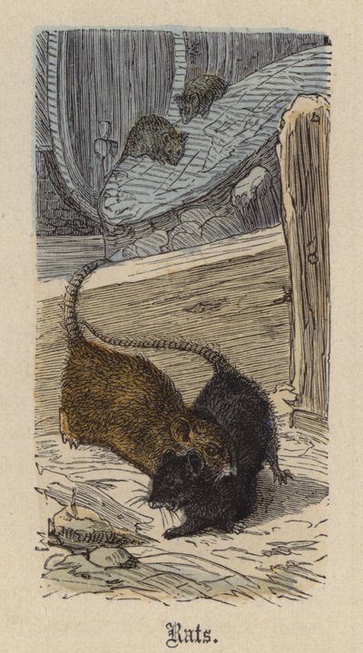 Ratti da Friedrich Specht