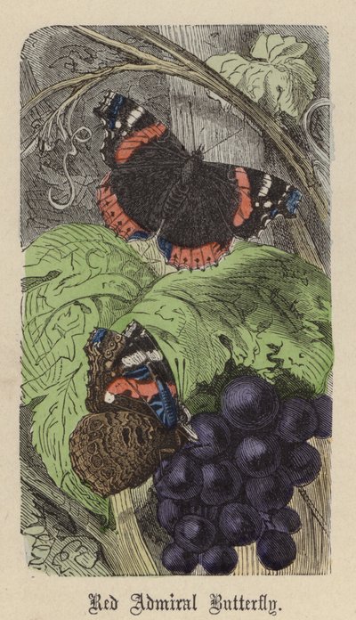 Farfalla Ammiraglio Rosso da Friedrich Specht