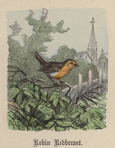 Pettirosso da Friedrich Specht